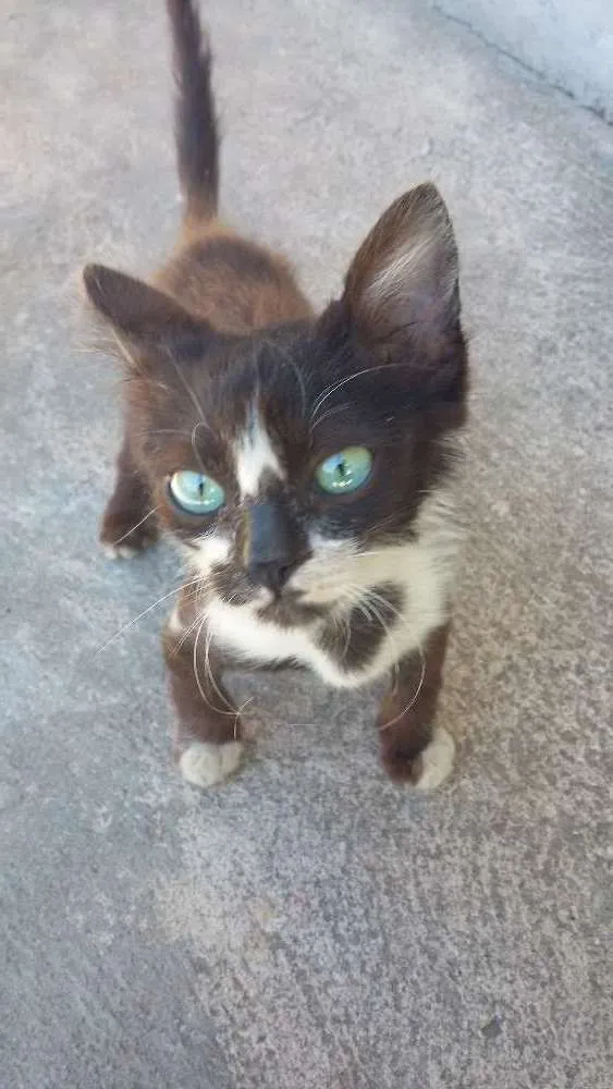 Gato ra a Não tem raça  idade 2 a 6 meses nome Não tem nome 