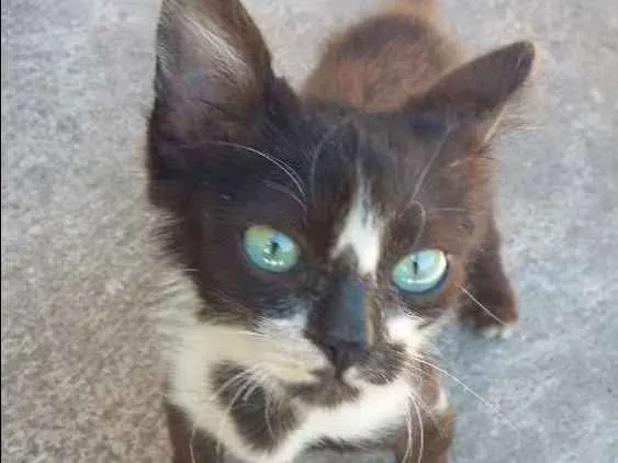 Gato ra a Não tem raça  idade 2 a 6 meses nome Não tem nome 