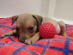 Cachorro raça SRD idade 2 a 6 meses nome Apollo