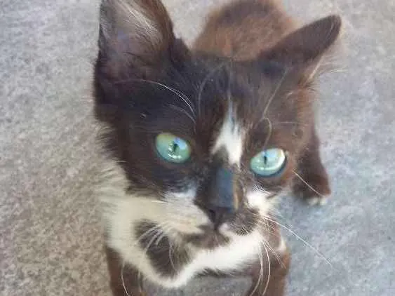 Gato ra a Não tem raça  idade 2 a 6 meses nome Não tem nome 