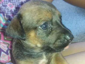 Cachorro raça SRD idade Abaixo de 2 meses nome Filhote fêmea 