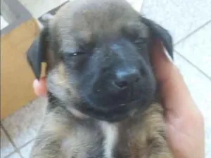 Cachorro raça SRD idade Abaixo de 2 meses nome Filhote macho