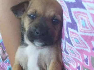 Cachorro raça SRD idade Abaixo de 2 meses nome Filhote macho