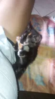 Mel