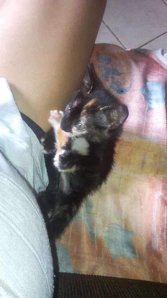 Gato raça Viralata idade 2 a 6 meses nome Mel