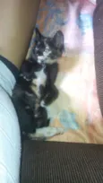 Mel