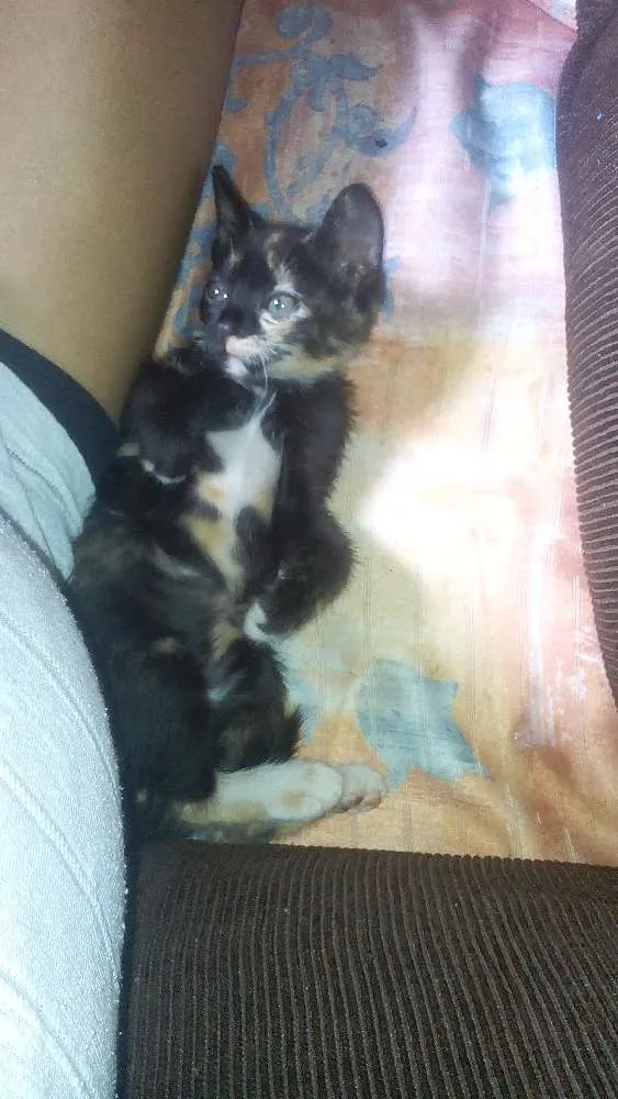 Gato raça Viralata idade 2 a 6 meses nome Mel