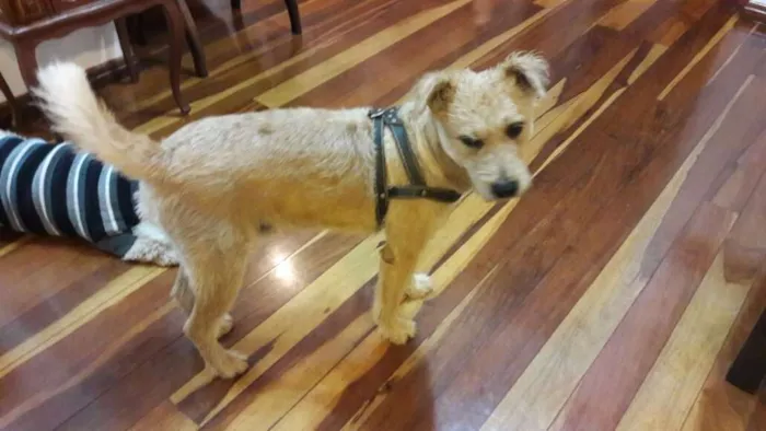 Cachorro ra a Sem raça definida idade 4 anos nome Thor