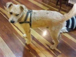 Cachorro raça Sem raça definida idade 4 anos nome Thor