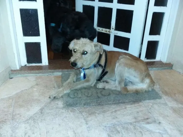 Cachorro ra a Sem raça definida idade 4 anos nome Thor