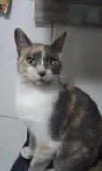 Avelã
