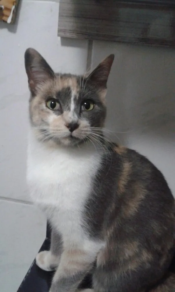 Gato ra a SRD idade 2 a 6 meses nome Avelã