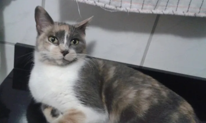 Gato ra a SRD idade 2 a 6 meses nome Avelã