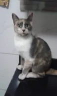 Avelã