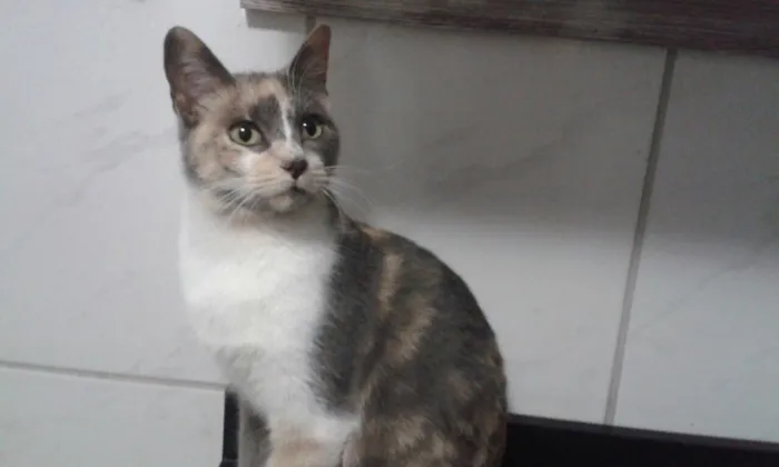 Gato ra a SRD idade 2 a 6 meses nome Avelã