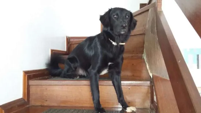 Cachorro ra a Sem raça definida idade 2 anos nome Darth