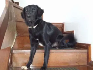 Cachorro raça Sem raça definida idade 2 anos nome Darth