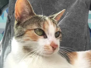 Gato raça SRD idade 7 a 11 meses nome Candy
