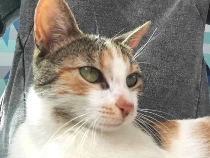 Gato ra a SRD idade 7 a 11 meses nome Candy