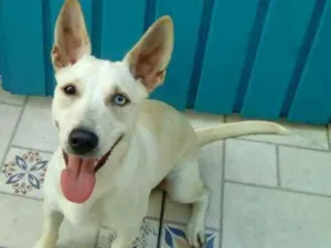 Cachorro raça srd idade 1 ano nome Aninha