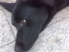 Cachorro raça Vira Lata idade 1 ano nome Anitta