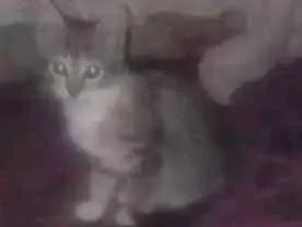 Gato raça Viralata idade 2 a 6 meses nome Lola