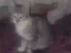 Gato raça Viralata idade 2 a 6 meses nome Lola