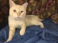 Marshmallow