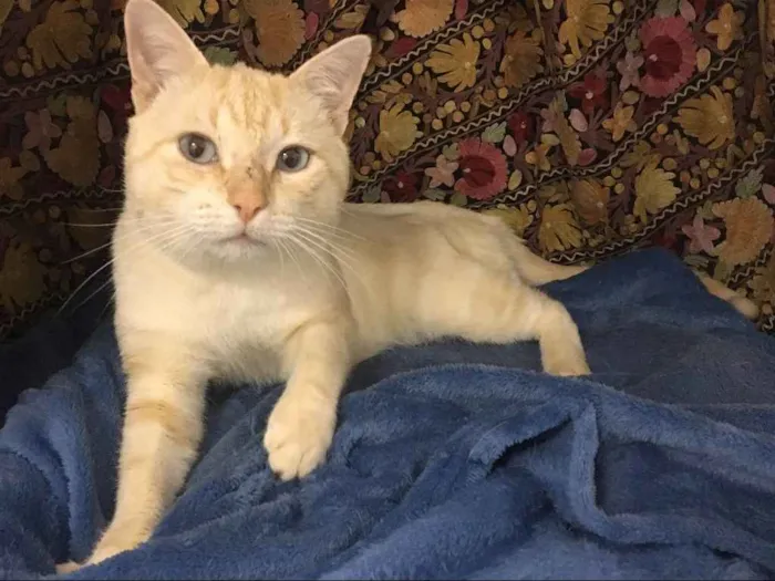 Gato ra a SRD idade 7 a 11 meses nome Marshmallow