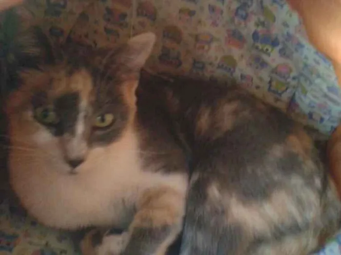Gato ra a SRD idade 2 a 6 meses nome Avelã