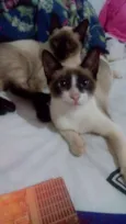 elvis, jhony e jhon