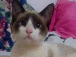 Gato raça rnd idade 2 a 6 meses nome elvis, jhony e jhon
