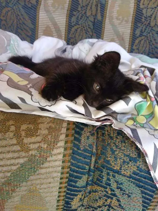 Gato raça  idade Abaixo de 2 meses nome nina
