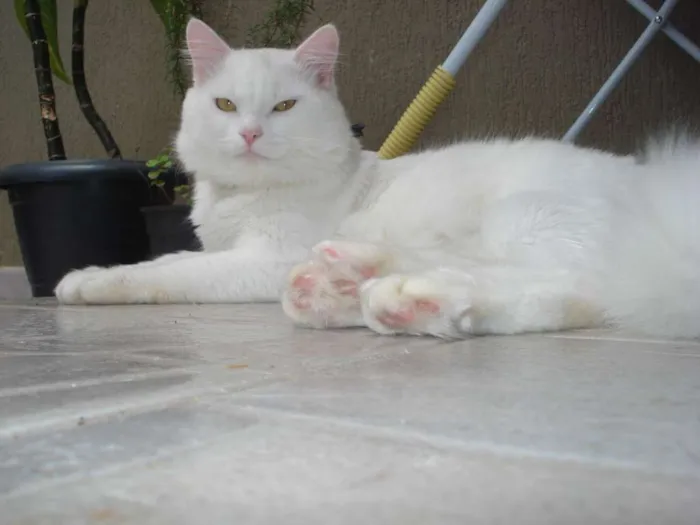 Gato ra a mestiço angorá idade 5 anos nome SNOW