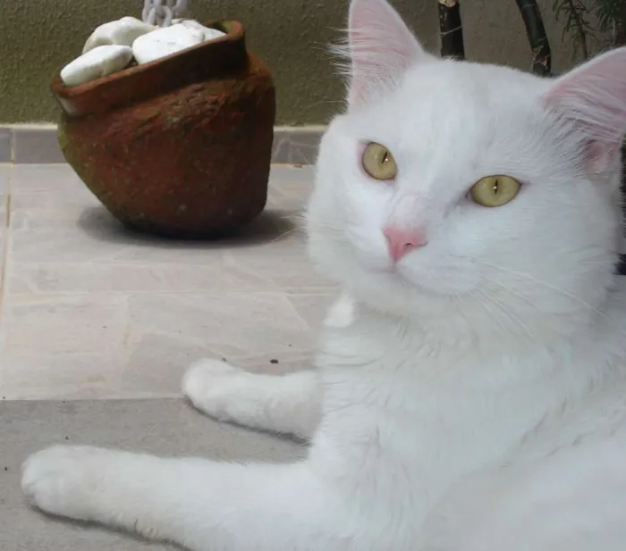 Gato ra a mestiço angorá idade 5 anos nome SNOW