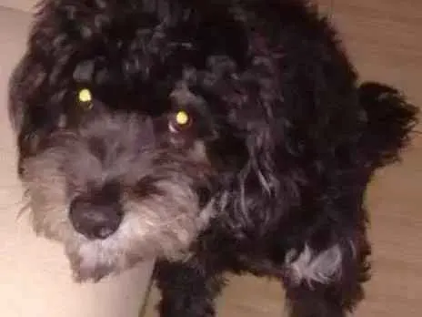 Cachorro ra a York/poodle idade 7 a 11 meses nome Pretinho