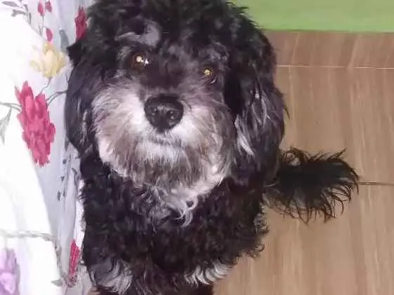 Cachorro ra a York/poodle idade 7 a 11 meses nome Pretinho