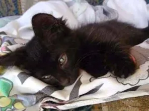 Gato raça  idade Abaixo de 2 meses nome nina