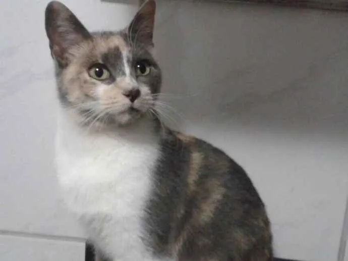 Gato ra a SRD idade 2 a 6 meses nome Avelã