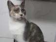 Avelã