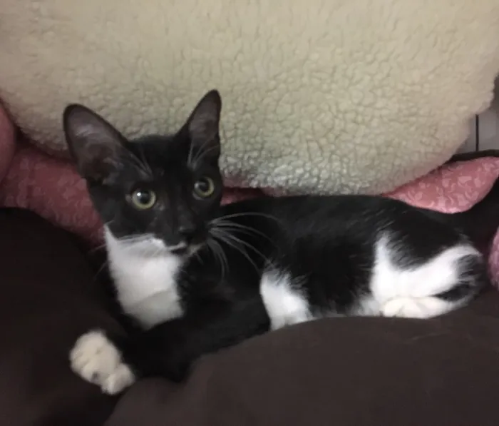 Gato ra a SRD idade 7 a 11 meses nome Sininho