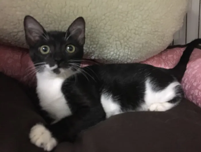 Gato ra a SRD idade 7 a 11 meses nome Sininho