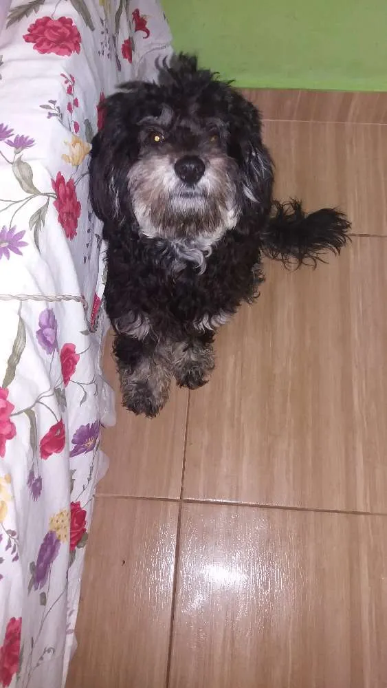 Cachorro ra a York/Poodle  idade 7 a 11 meses nome Pretinho
