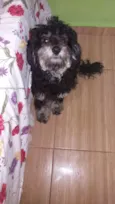Pretinho