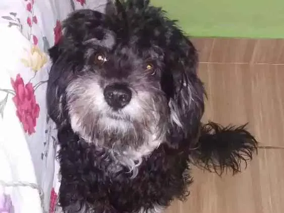 Cachorro ra a York/Poodle  idade 7 a 11 meses nome Pretinho
