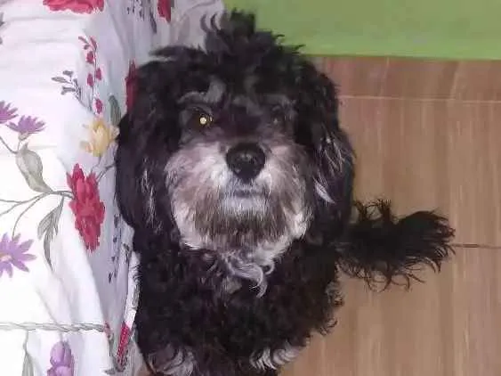 Cachorro ra a York/Poodle  idade 7 a 11 meses nome Pretinho