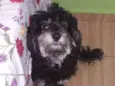 Pretinho