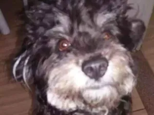 Cachorro raça York/Poodle  idade 7 a 11 meses nome Pretinho