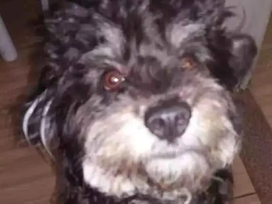 Cachorro ra a York/Poodle  idade 7 a 11 meses nome Pretinho