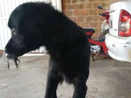 Cachorro ra a puldo misturado idade 2 anos nome Luk